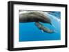 Sperm whale mother surfacing with calf below, Dominica, Caribbean Sea, Atlantic Ocean-Franco Banfi-Framed Photographic Print