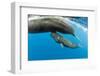 Sperm whale mother surfacing with calf below, Dominica, Caribbean Sea, Atlantic Ocean-Franco Banfi-Framed Photographic Print