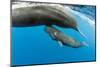 Sperm whale mother surfacing with calf below, Dominica, Caribbean Sea, Atlantic Ocean-Franco Banfi-Mounted Photographic Print