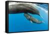 Sperm whale mother surfacing with calf below, Dominica, Caribbean Sea, Atlantic Ocean-Franco Banfi-Framed Stretched Canvas