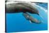 Sperm whale mother surfacing with calf below, Dominica, Caribbean Sea, Atlantic Ocean-Franco Banfi-Stretched Canvas