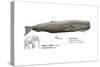 Sperm Whale (Physeter Catodon), Mammals-Encyclopaedia Britannica-Stretched Canvas
