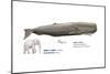 Sperm Whale (Physeter Catodon), Mammals-Encyclopaedia Britannica-Mounted Poster