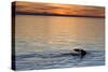 Sperm Whale (Physeter Macrocephalus) at Sunset, Isla San Pedro Martir, Gulf of California, Mexico-Michael Nolan-Stretched Canvas