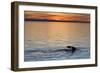 Sperm Whale (Physeter Macrocephalus) at Sunset, Isla San Pedro Martir, Gulf of California, Mexico-Michael Nolan-Framed Photographic Print