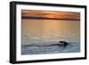 Sperm Whale (Physeter Macrocephalus) at Sunset, Isla San Pedro Martir, Gulf of California, Mexico-Michael Nolan-Framed Photographic Print