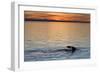 Sperm Whale (Physeter Macrocephalus) at Sunset, Isla San Pedro Martir, Gulf of California, Mexico-Michael Nolan-Framed Photographic Print