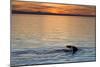 Sperm Whale (Physeter Macrocephalus) at Sunset, Isla San Pedro Martir, Gulf of California, Mexico-Michael Nolan-Mounted Photographic Print