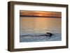 Sperm Whale (Physeter Macrocephalus) at Sunset, Isla San Pedro Martir, Gulf of California, Mexico-Michael Nolan-Framed Photographic Print