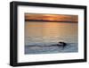 Sperm Whale (Physeter Macrocephalus) at Sunset, Isla San Pedro Martir, Gulf of California, Mexico-Michael Nolan-Framed Photographic Print