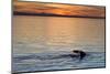 Sperm Whale (Physeter Macrocephalus) at Sunset, Isla San Pedro Martir, Gulf of California, Mexico-Michael Nolan-Mounted Photographic Print