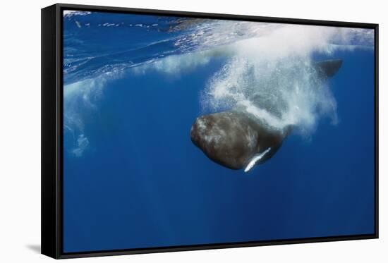 Sperm Whale (Physeter Macrocephalus) Diving, Pico, Azores, Portugal, June 2009-Lundgren-Framed Stretched Canvas