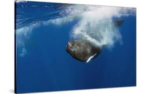 Sperm Whale (Physeter Macrocephalus) Diving, Pico, Azores, Portugal, June 2009-Lundgren-Stretched Canvas