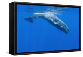 Sperm Whale (Physeter Macrocephalus) Diving, Pico, Azores, Portugal, June 2009-Lundgren-Framed Stretched Canvas