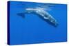 Sperm Whale (Physeter Macrocephalus) Diving, Pico, Azores, Portugal, June 2009-Lundgren-Stretched Canvas