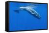 Sperm Whale (Physeter Macrocephalus) Diving, Pico, Azores, Portugal, June 2009-Lundgren-Framed Stretched Canvas