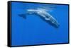 Sperm Whale (Physeter Macrocephalus) Diving, Pico, Azores, Portugal, June 2009-Lundgren-Framed Stretched Canvas