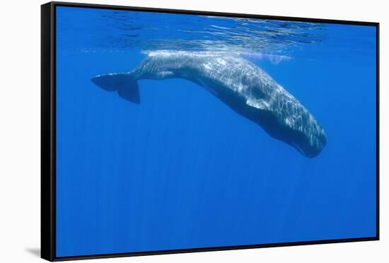 Sperm Whale (Physeter Macrocephalus) Diving, Pico, Azores, Portugal, June 2009-Lundgren-Framed Stretched Canvas