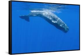 Sperm Whale (Physeter Macrocephalus) Diving, Pico, Azores, Portugal, June 2009-Lundgren-Framed Stretched Canvas