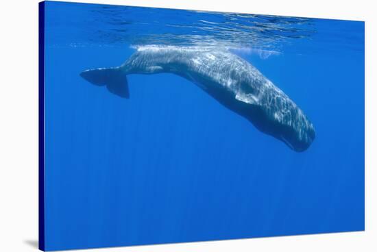 Sperm Whale (Physeter Macrocephalus) Diving, Pico, Azores, Portugal, June 2009-Lundgren-Stretched Canvas