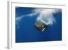 Sperm Whale (Physeter Macrocephalus) Diving, Pico, Azores, Portugal, June 2009-Lundgren-Framed Photographic Print