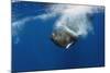 Sperm Whale (Physeter Macrocephalus) Diving, Pico, Azores, Portugal, June 2009-Lundgren-Mounted Photographic Print