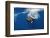 Sperm Whale (Physeter Macrocephalus) Diving, Pico, Azores, Portugal, June 2009-Lundgren-Framed Photographic Print