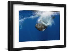 Sperm Whale (Physeter Macrocephalus) Diving, Pico, Azores, Portugal, June 2009-Lundgren-Framed Photographic Print