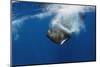 Sperm Whale (Physeter Macrocephalus) Diving, Pico, Azores, Portugal, June 2009-Lundgren-Mounted Photographic Print