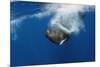 Sperm Whale (Physeter Macrocephalus) Diving, Pico, Azores, Portugal, June 2009-Lundgren-Mounted Photographic Print