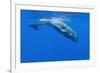 Sperm Whale (Physeter Macrocephalus) Diving, Pico, Azores, Portugal, June 2009-Lundgren-Framed Photographic Print