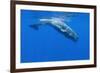 Sperm Whale (Physeter Macrocephalus) Diving, Pico, Azores, Portugal, June 2009-Lundgren-Framed Photographic Print