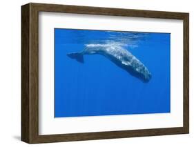 Sperm Whale (Physeter Macrocephalus) Diving, Pico, Azores, Portugal, June 2009-Lundgren-Framed Photographic Print