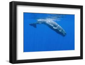 Sperm Whale (Physeter Macrocephalus) Diving, Pico, Azores, Portugal, June 2009-Lundgren-Framed Photographic Print