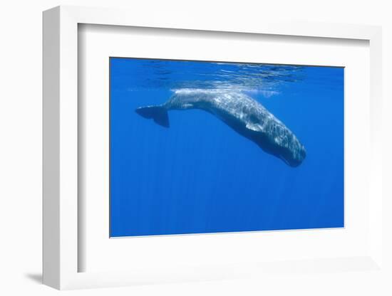 Sperm Whale (Physeter Macrocephalus) Diving, Pico, Azores, Portugal, June 2009-Lundgren-Framed Photographic Print