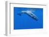 Sperm Whale (Physeter Macrocephalus) Diving, Pico, Azores, Portugal, June 2009-Lundgren-Framed Photographic Print