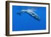 Sperm Whale (Physeter Macrocephalus) Diving, Pico, Azores, Portugal, June 2009-Lundgren-Framed Photographic Print