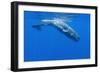 Sperm Whale (Physeter Macrocephalus) Diving, Pico, Azores, Portugal, June 2009-Lundgren-Framed Photographic Print