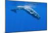 Sperm Whale (Physeter Macrocephalus) Diving, Pico, Azores, Portugal, June 2009-Lundgren-Mounted Photographic Print