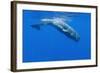 Sperm Whale (Physeter Macrocephalus) Diving, Pico, Azores, Portugal, June 2009-Lundgren-Framed Photographic Print