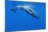 Sperm Whale (Physeter Macrocephalus) Diving, Pico, Azores, Portugal, June 2009-Lundgren-Mounted Photographic Print