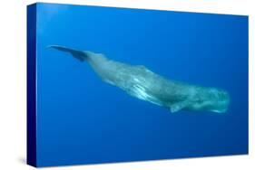 Sperm Whale (Physeter Macrocephalus) Pico, Azores, Portugal, June 2009-Lundgren-Stretched Canvas