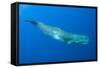 Sperm Whale (Physeter Macrocephalus) Pico, Azores, Portugal, June 2009-Lundgren-Framed Stretched Canvas