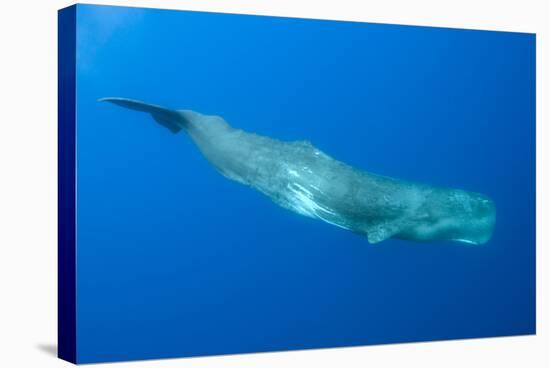 Sperm Whale (Physeter Macrocephalus) Pico, Azores, Portugal, June 2009-Lundgren-Stretched Canvas