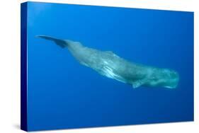 Sperm Whale (Physeter Macrocephalus) Pico, Azores, Portugal, June 2009-Lundgren-Stretched Canvas