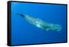 Sperm Whale (Physeter Macrocephalus) Pico, Azores, Portugal, June 2009-Lundgren-Framed Stretched Canvas