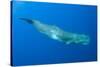 Sperm Whale (Physeter Macrocephalus) Pico, Azores, Portugal, June 2009-Lundgren-Stretched Canvas