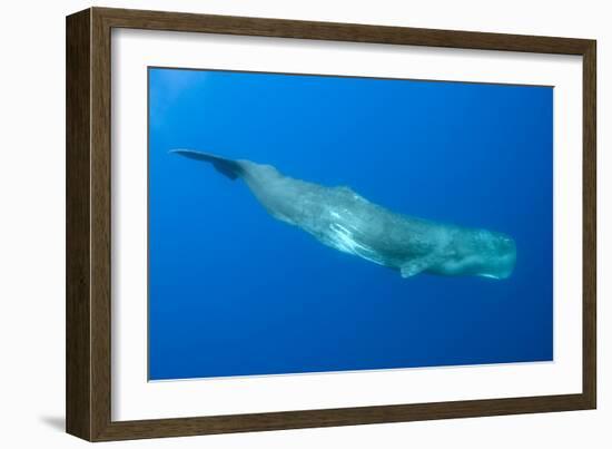 Sperm Whale (Physeter Macrocephalus) Pico, Azores, Portugal, June 2009-Lundgren-Framed Photographic Print