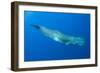 Sperm Whale (Physeter Macrocephalus) Pico, Azores, Portugal, June 2009-Lundgren-Framed Photographic Print