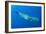 Sperm Whale (Physeter Macrocephalus) Pico, Azores, Portugal, June 2009-Lundgren-Framed Photographic Print